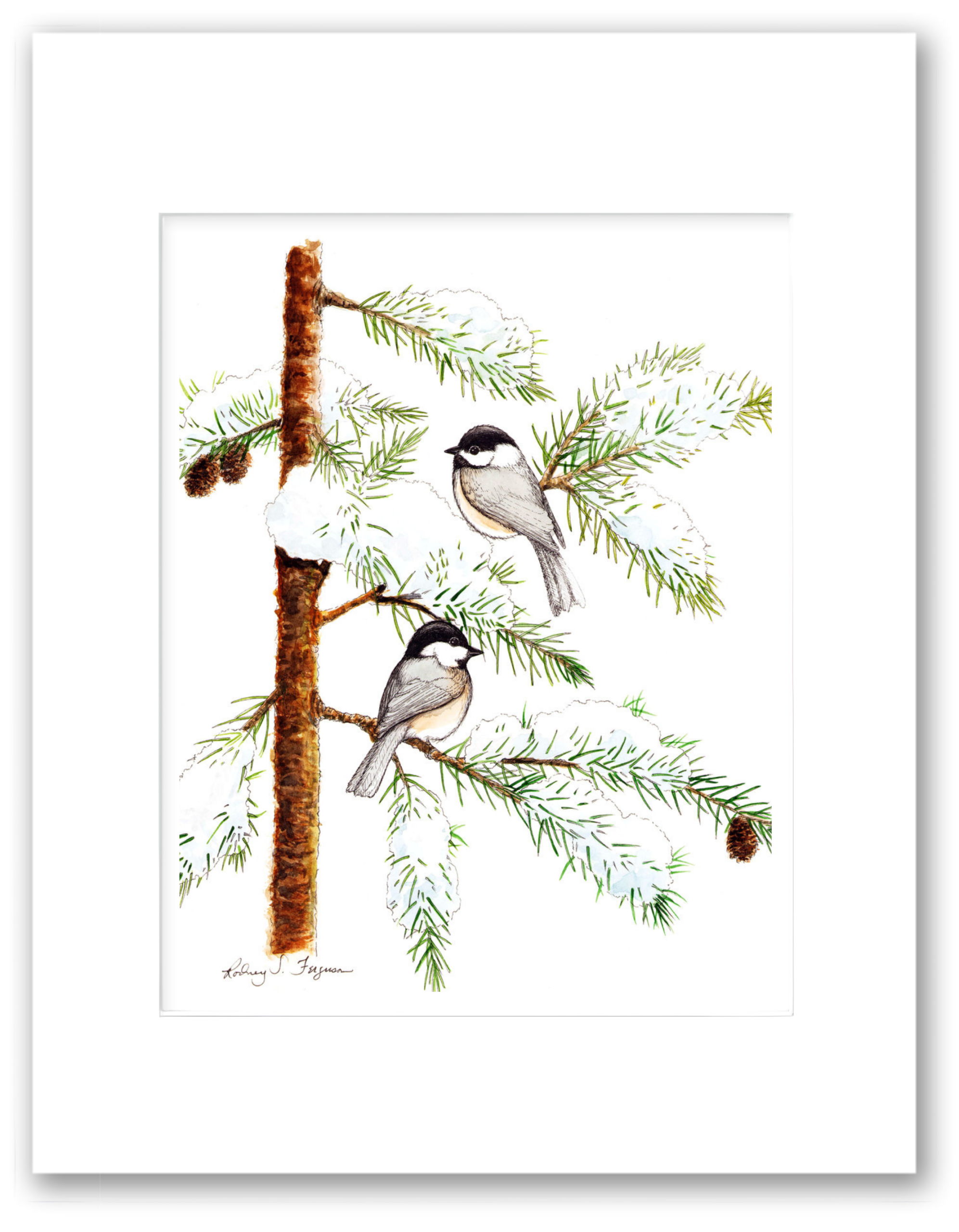 Black-Capped Chickadees