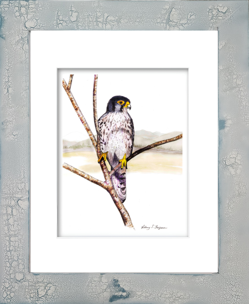 Peregrine Falcon watercolor giclée print by Rodney, single matted and printed on 100% archival, acid-free, colorfast fine art paper, featuring detailed bird of prey artwork with rich watercolor tones.