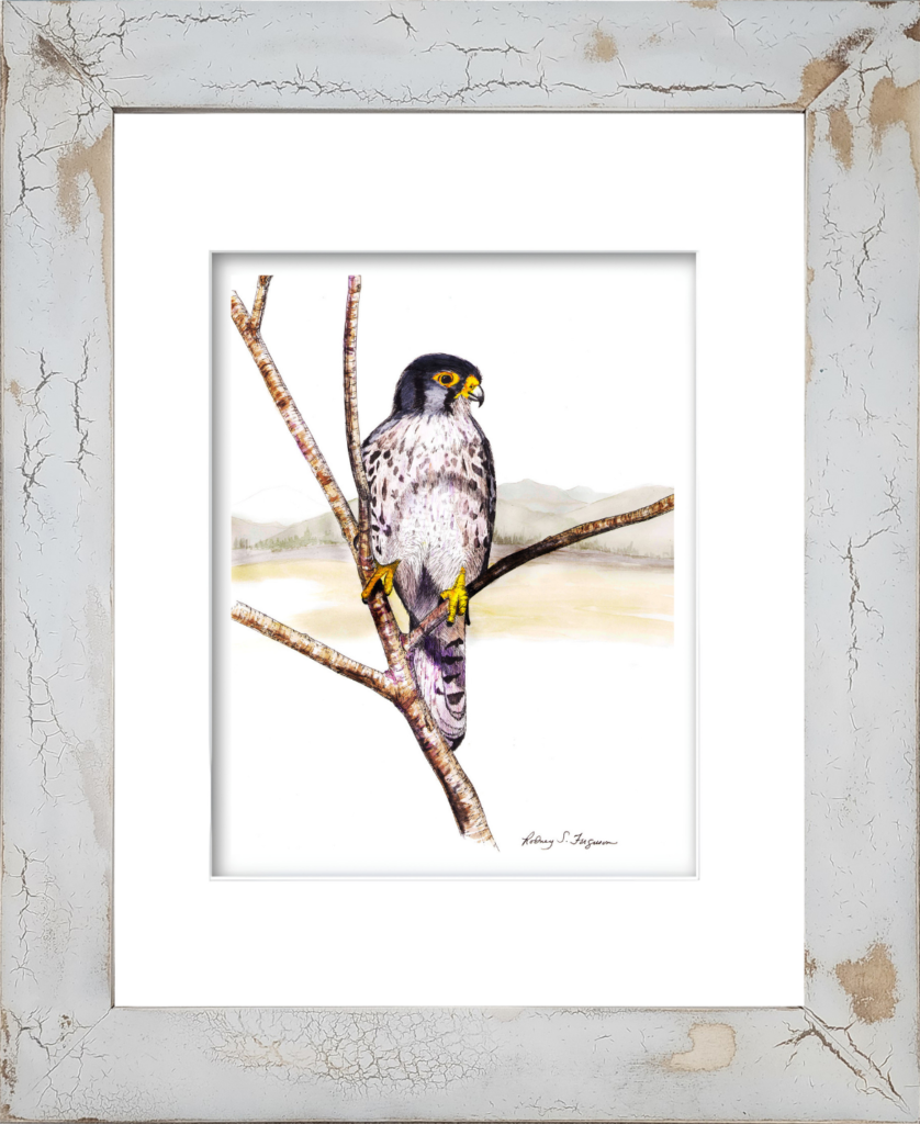 Peregrine Falcon watercolor giclée print by Rodney, single matted and printed on 100% archival, acid-free, colorfast fine art paper, featuring detailed bird of prey artwork with rich watercolor tones.