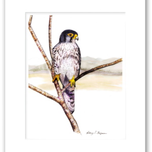 Peregrine Falcon watercolor giclée print by Rodney, single matted and printed on 100% archival, acid-free, colorfast fine art paper, featuring detailed bird of prey artwork with rich watercolor tones.