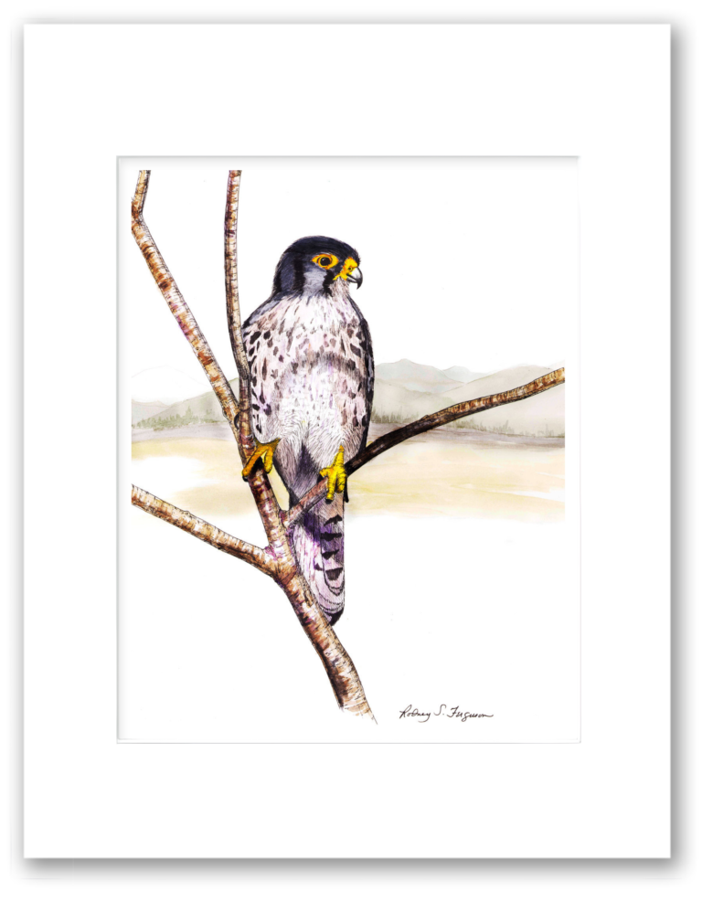 Peregrine Falcon