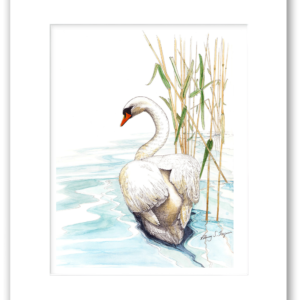 Rodney's Mute Swan watercolor giclée print with professional single matting, printed on 100% archival, acid-free, colorfast fine art paper for lasting beauty and preservation.