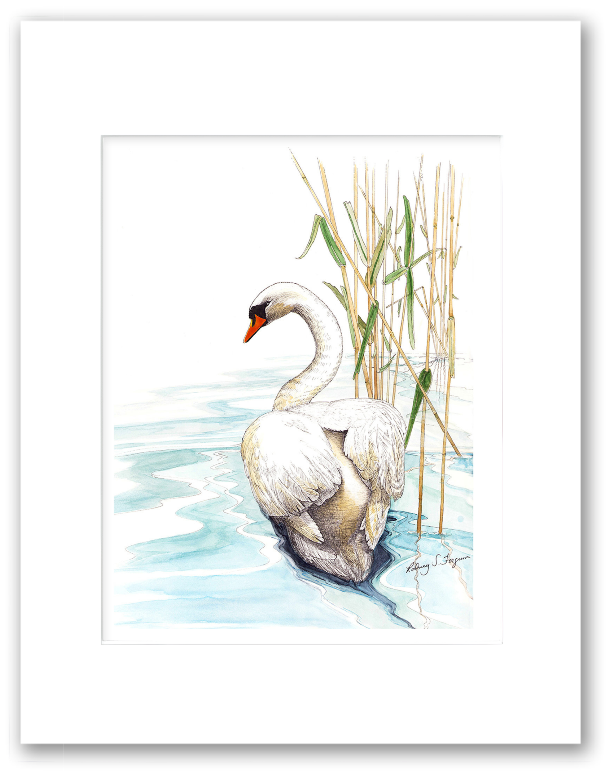 Mute Swan