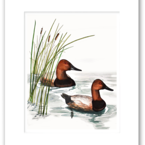 Canvasback Ducks watercolor giclée print by Rodney Ferguson professionally matted and printed on 100% archival, acid-free, colorfast fine art paper.
