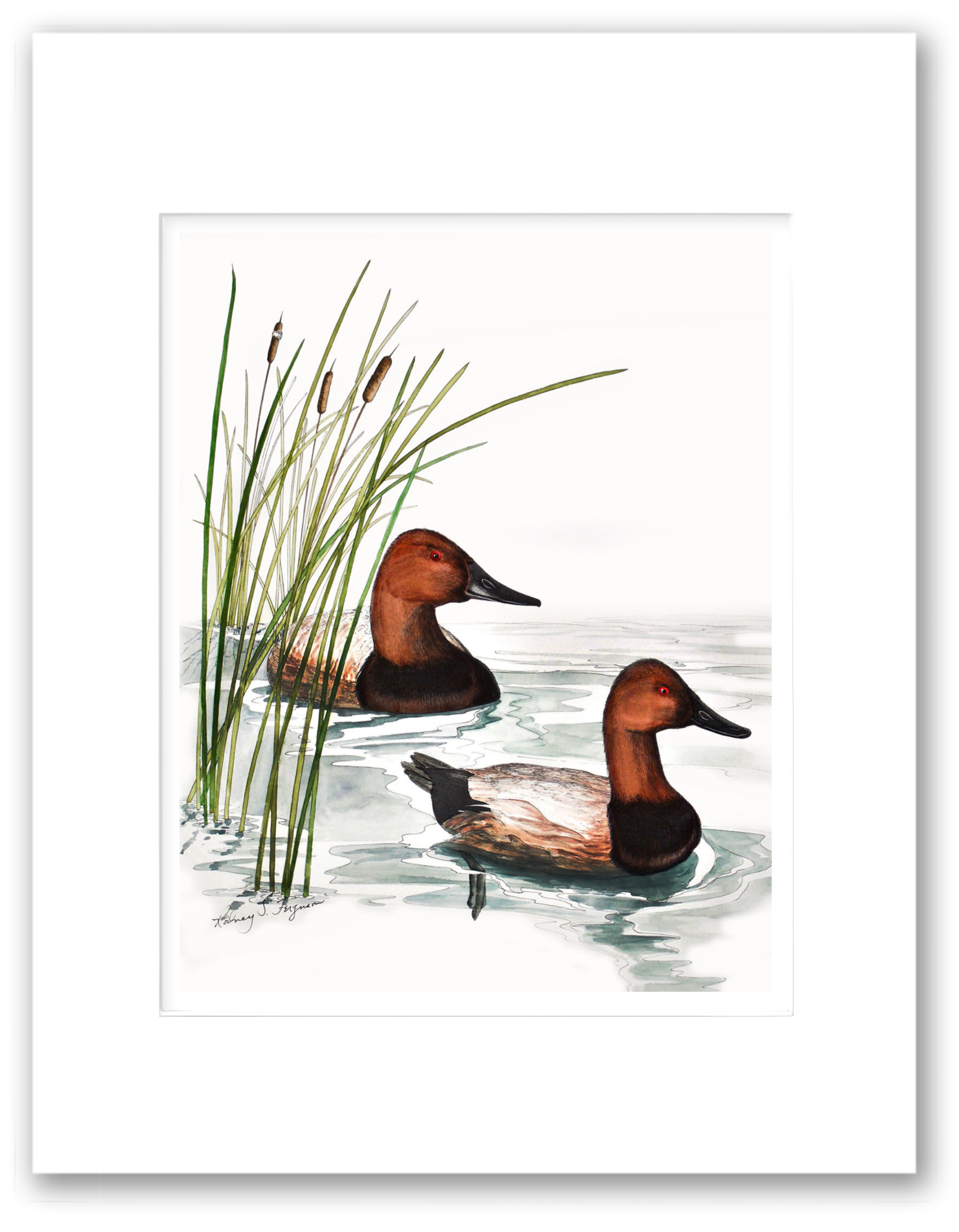 Canvasback Ducks