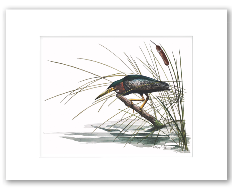 Green Night Heron