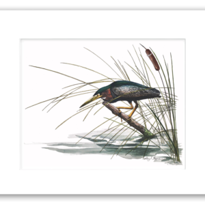 Green Night Heron stalking through marsh grasses watercolor giclée print by Rodney Ferguson, professionally single matted and printed on 100% archival, colorfast, acid-free fine art paper for lasting beauty and preservation.