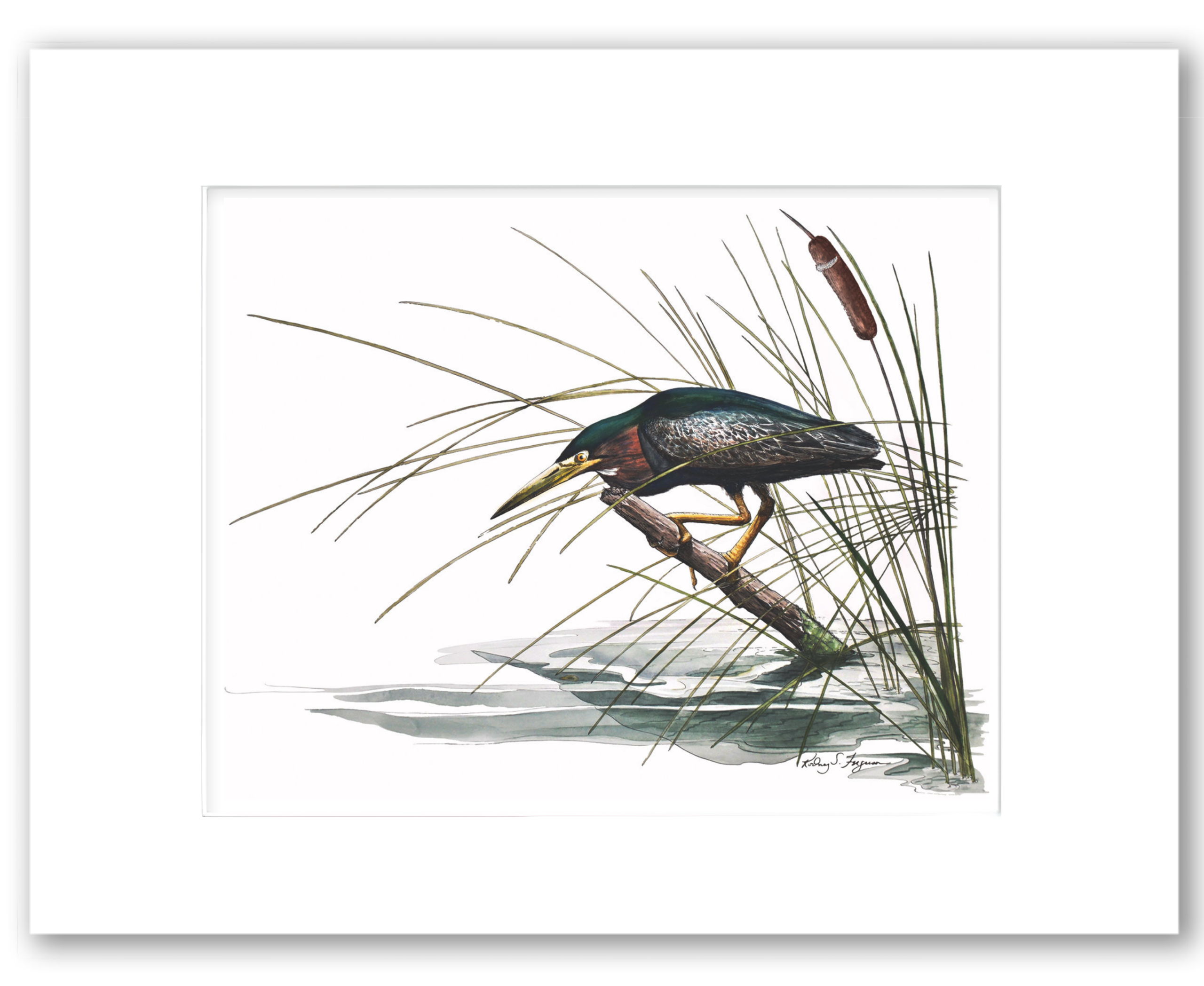 Green Night Heron