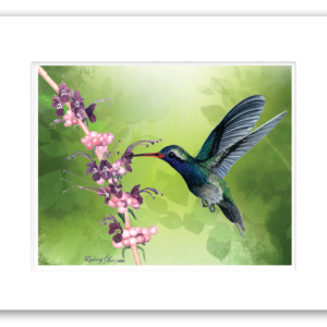 Purple-Sided hummingbird watercolor giclée print by Rodney Ferguson featuring a colorful hummingbird feeding on pink and purple puff flowers, professionally single matted and printed on archival acid-free paper.