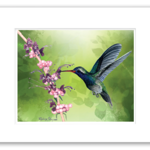 Purple-Sided hummingbird watercolor giclée print by Rodney Ferguson featuring a colorful hummingbird feeding on pink and purple puff flowers, professionally single matted and printed on archival acid-free paper.