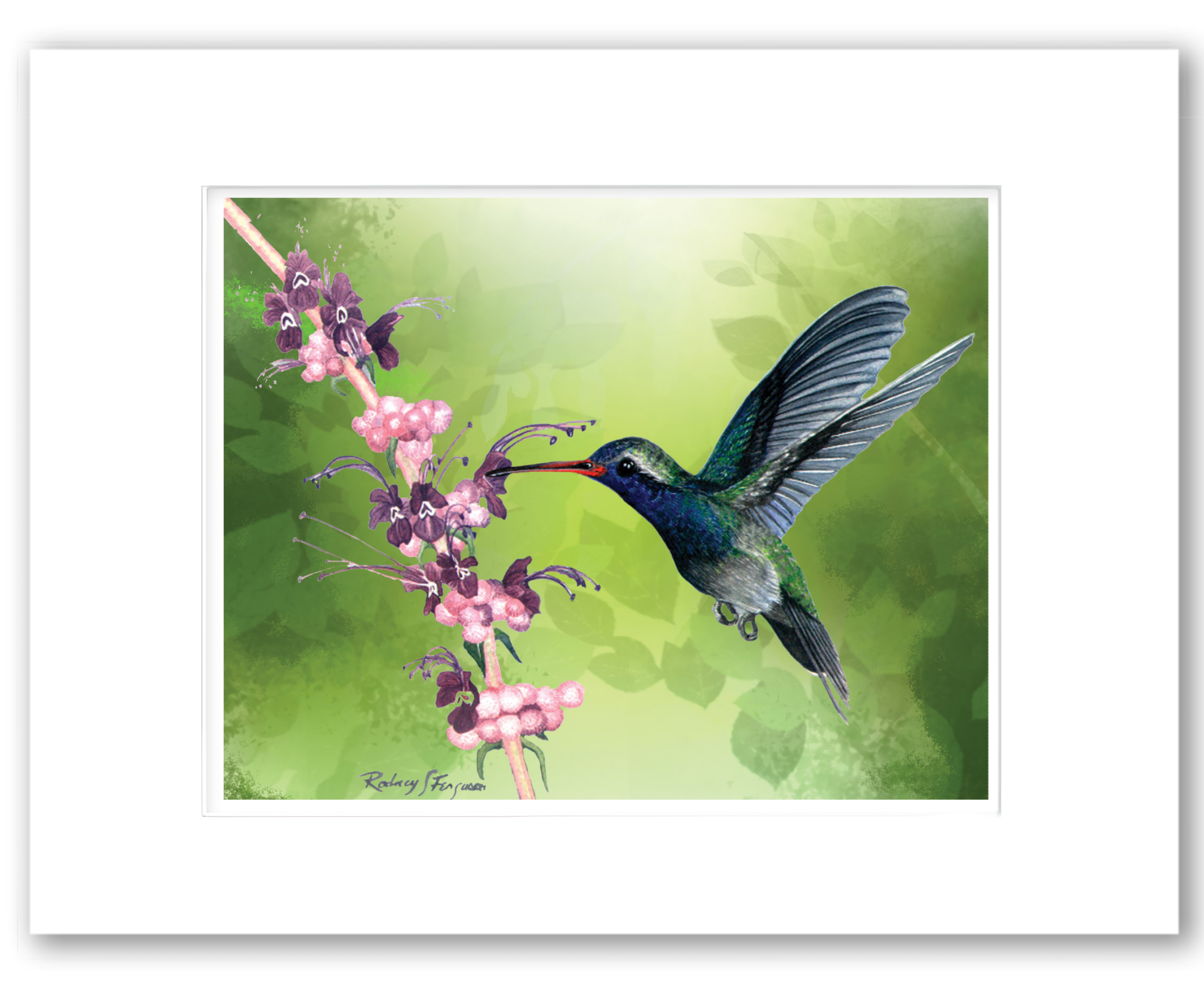 Purple-Sided Hummingbird
