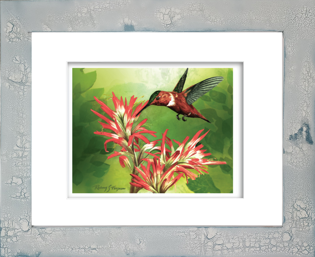 Rufous hummingbird watercolor giclée print feeding from vibrant orange-red firecracker flowers, professionally mounted in a distressed and crackled handmade coastal wood frame, featuring unique artisan textures and coastal-inspired finishes.