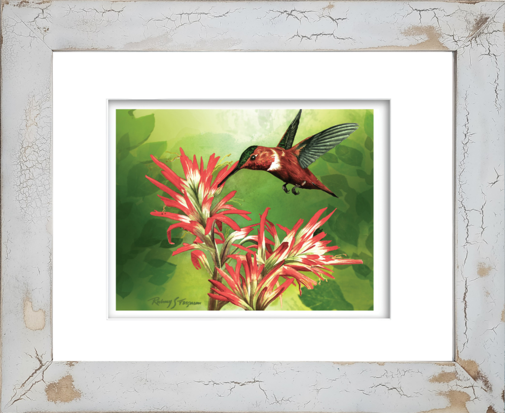 Rufous hummingbird watercolor giclée print feeding from vibrant orange-red firecracker flowers, professionally mounted in a distressed and crackled handmade coastal wood frame, featuring unique artisan textures and coastal-inspired finishes.