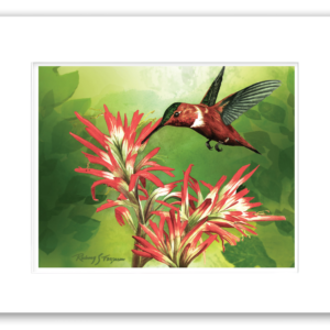 Matted Rufous hummingbird watercolor print featuring a hummingbird feeding from vibrant firecracker flowers, ready for custom framing and displayed with a professional archival mat.