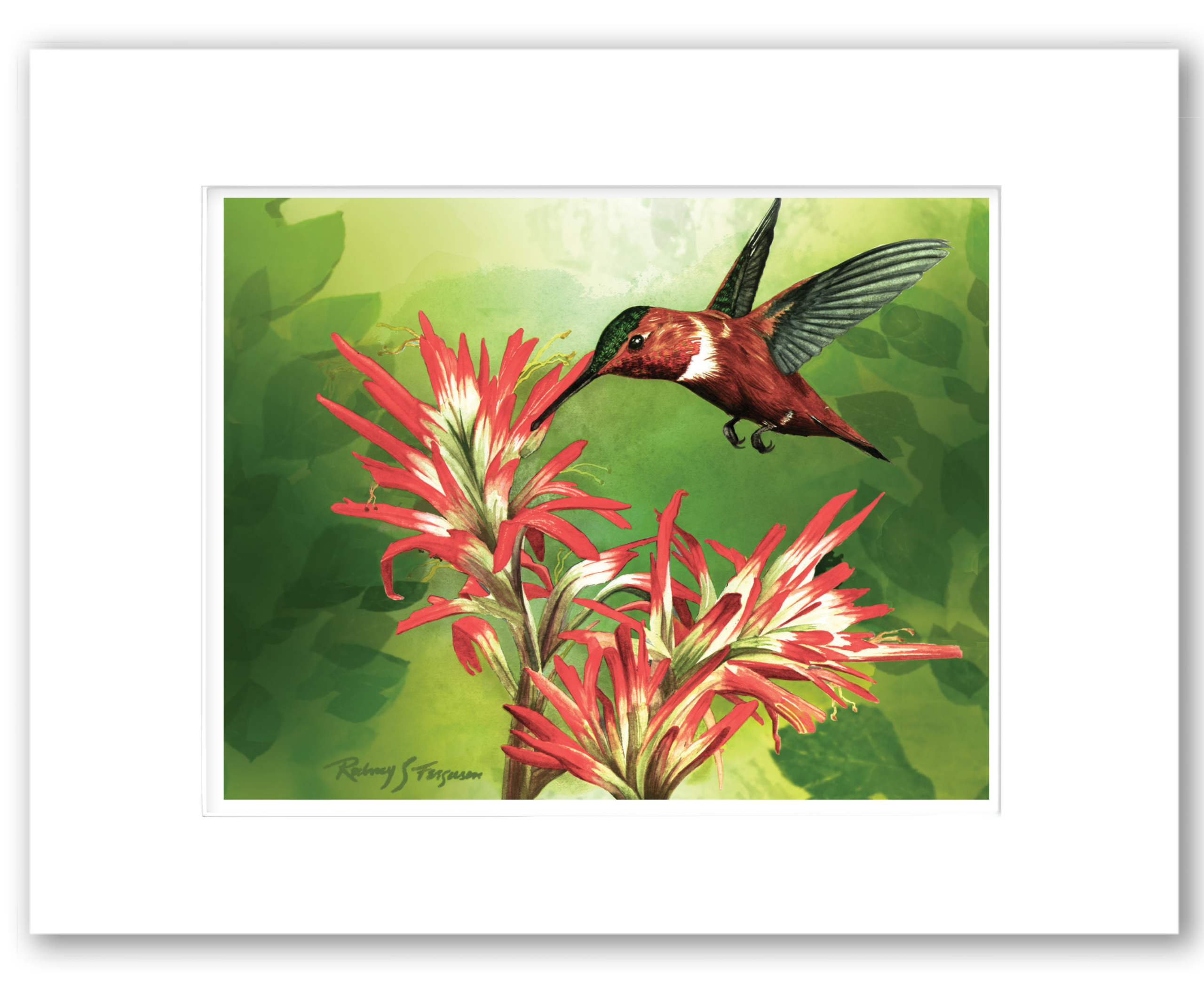Rufous Hummingbird