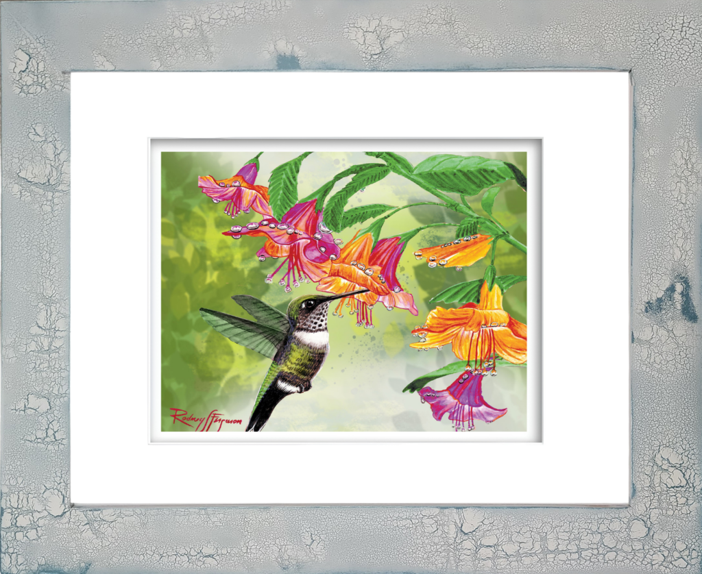 Female Ruby-Throated Hummingbird watercolor giclée print by Rodney Ferguson featuring a delicate hummingbird feeding from vibrant orange and pink trumpet flowers, mounted in a handmade distressed coastal frame with crackled finish, showcasing fine watercolor detail, coastal cottage décor, bird wildlife art, and nature-inspired craftsmanship.