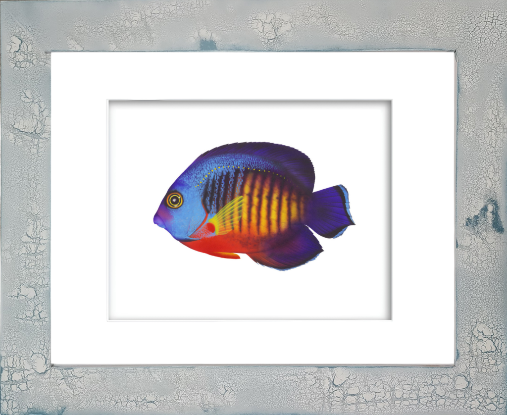 Rodney Ferguson Dusky Angelfish watercolor giclée print featuring vibrant blue, yellow, red, and black tropical reef fish with a striking yellow eye, displayed in a distressed and crackled handmade coastal wood frame, coastal nautical wall art, ocean-inspired decor.