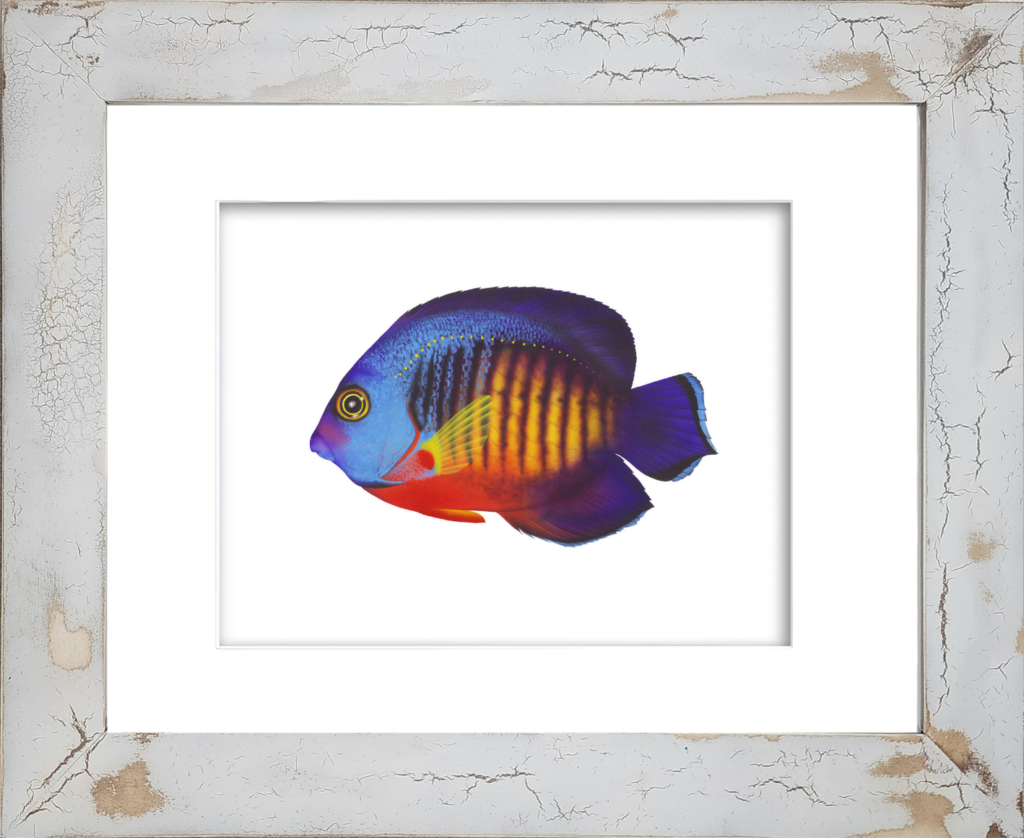 Rodney Ferguson Dusky Angelfish watercolor giclée print featuring vibrant blue, yellow, red, and black tropical reef fish with a striking yellow eye, displayed in a distressed and crackled handmade coastal wood frame, coastal nautical wall art, ocean-inspired decor.