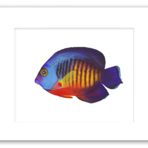 Rodney Ferguson Dusky Angelfish watercolor giclée print with vivid blue, yellow, red, and black coloration and bright yellow eye, professionally matted and printed on 100% archival, acid-free, colorfast paper, tropical fish coastal artwork.