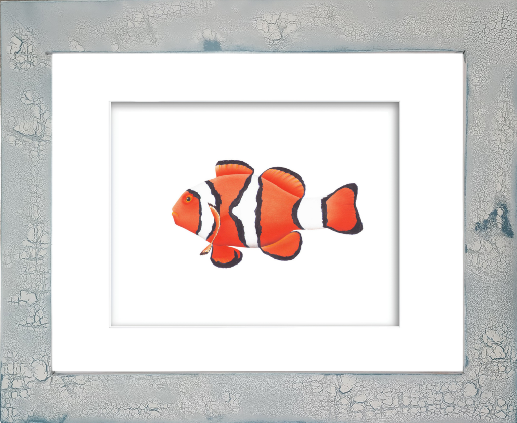 Watercolor giclée print of a vibrant orange, black, and white striped Clown Anemone Fish by Rodney Ferguson, inspired by the beloved "Nemo" reef fish, displayed in a handmade distressed coastal frame with crackled finish, archival marine life artwork for coastal beach home décor.