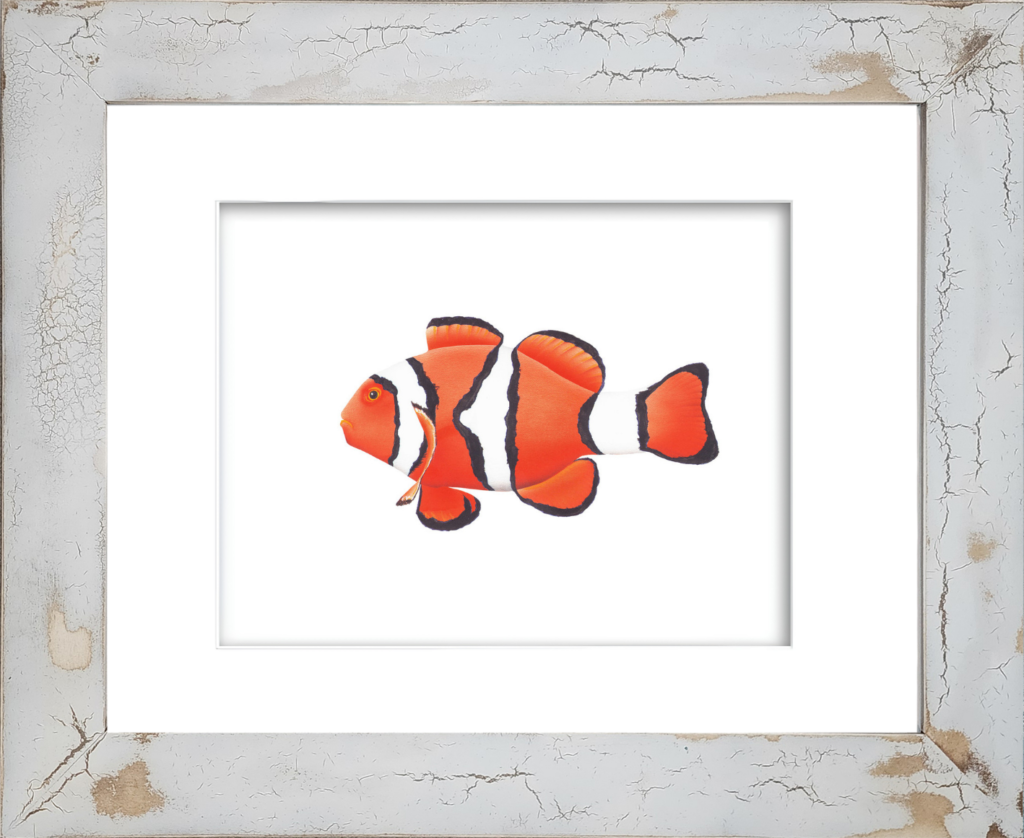 Watercolor giclée print of a vibrant orange, black, and white striped Clown Anemone Fish by Rodney Ferguson, inspired by the beloved "Nemo" reef fish, displayed in a handmade distressed coastal frame with crackled finish, archival marine life artwork for coastal beach home décor.