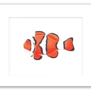 Single matted watercolor giclée print of an orange, black, and white striped Clown Anemone Fish by Rodney Ferguson, printed on 100% archival, acid-free, colorfast paper, tropical fish artwork for coastal and beach house décor.