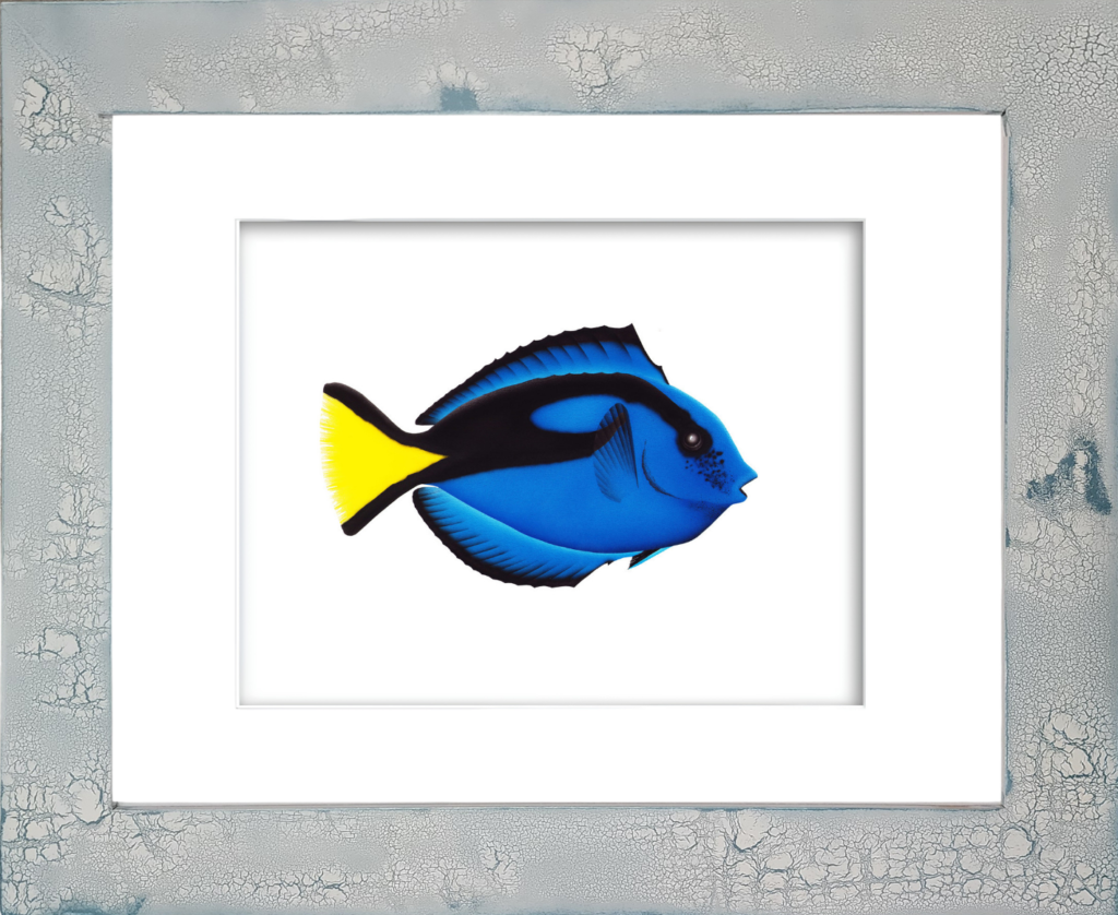 Royal Blue Tang fish watercolor giclée print by Rodney Ferguson featuring velvety cobalt-blue coloration, vivid yellow tail, and distinctive surgeonfish barb, displayed in a distressed and crackled handmade coastal wood frame, each frame uniquely handcrafted.