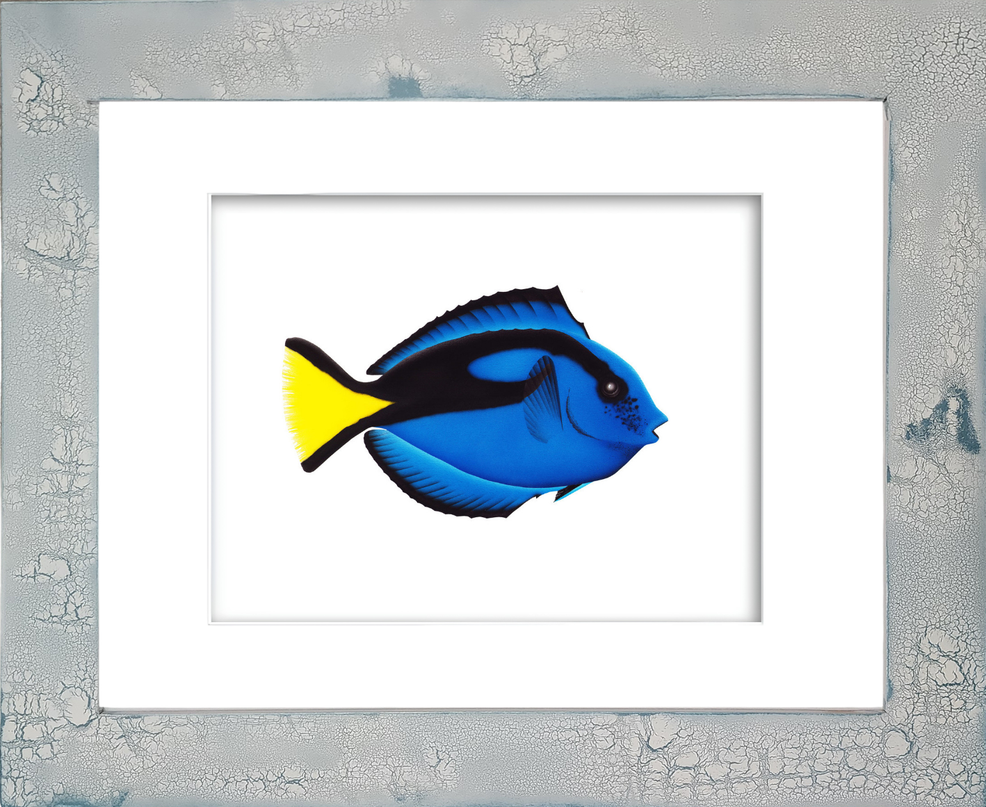 Royal Blue Tang fish watercolor giclée print by Rodney Ferguson featuring velvety cobalt-blue coloration, vivid yellow tail, and distinctive surgeonfish barb, displayed in a distressed and crackled handmade coastal wood frame, each frame uniquely handcrafted.