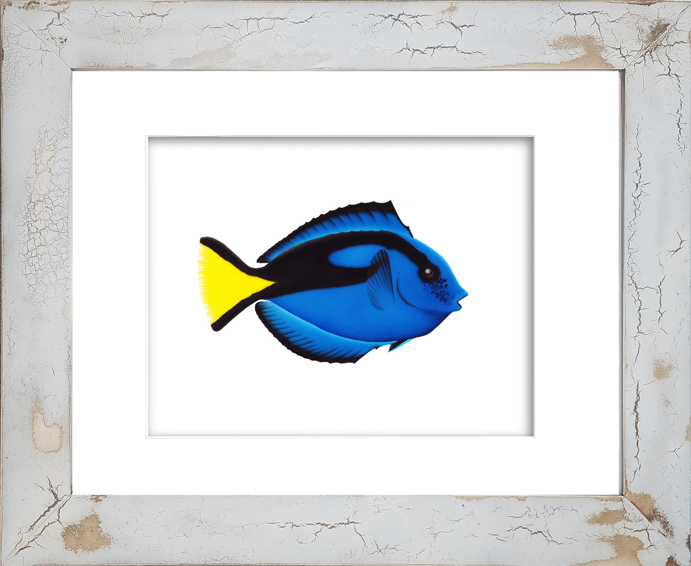 Royal Blue Tang fish watercolor giclée print by Rodney Ferguson featuring velvety cobalt-blue coloration, vivid yellow tail, and distinctive surgeonfish barb, displayed in a distressed and crackled handmade coastal wood frame, each frame uniquely handcrafted.