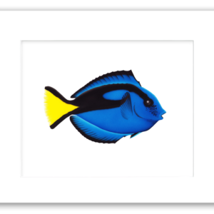 Royal Blue Tang fish watercolor giclée print by Rodney Ferguson with vibrant blue body and bright yellow tail, professionally matted and printed on 100% archival, acid-free, colorfast paper.