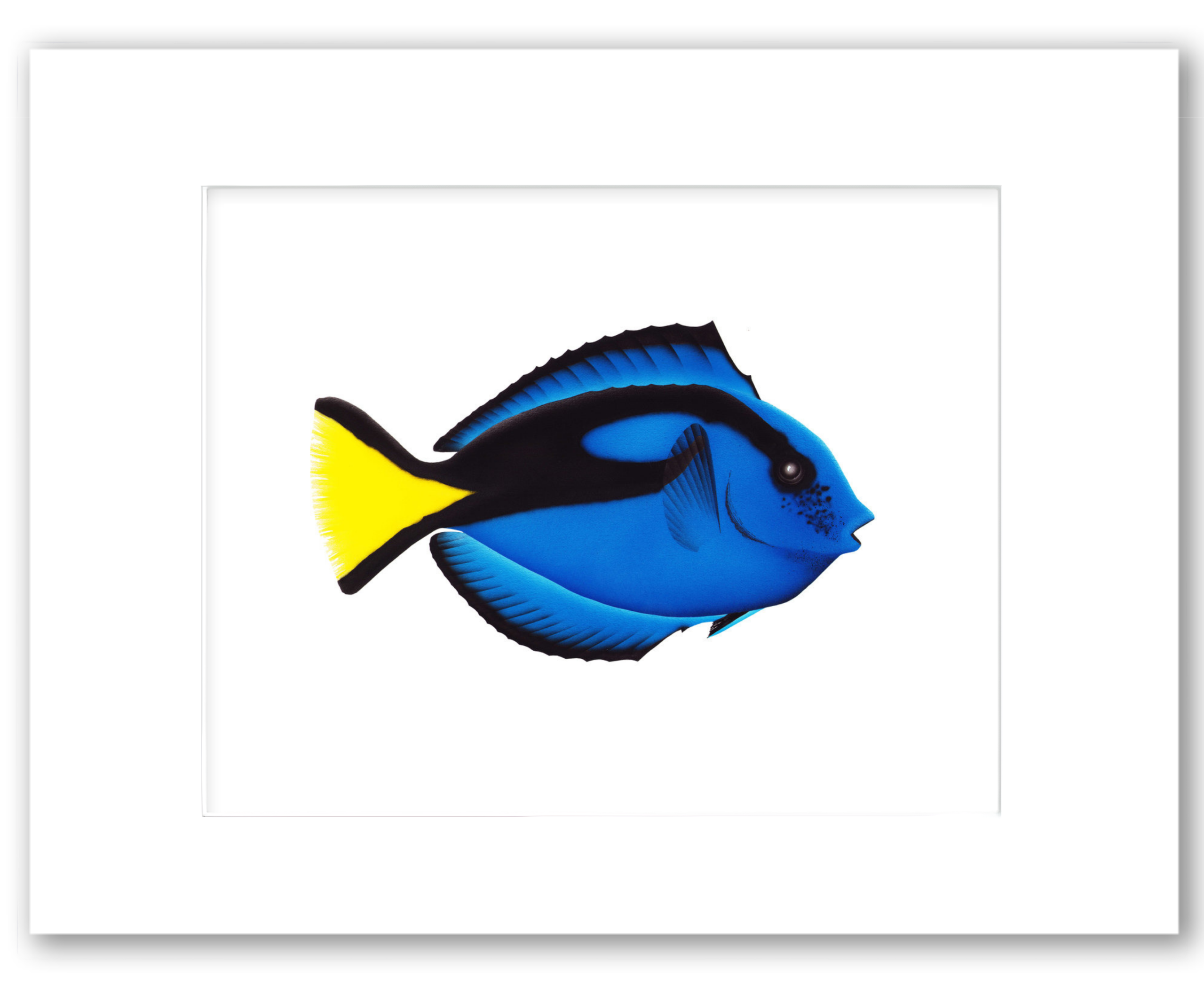 Royal Blue Tang fish watercolor giclée print by Rodney Ferguson with vibrant blue body and bright yellow tail, professionally matted and printed on 100% archival, acid-free, colorfast paper.