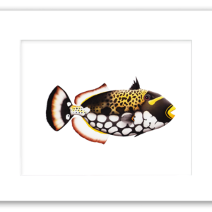 Clown Triggerfish watercolor giclée print by Rodney Ferguson featuring yellow fins, black and white spotted markings, yellow striped details and yellow lips, professionally matted and printed on archival acid-free paper.