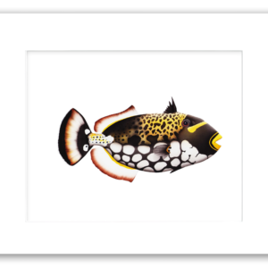 Clown Triggerfish watercolor giclée print by Rodney Ferguson featuring yellow fins, black and white spotted markings, yellow striped details and yellow lips, professionally matted and printed on archival acid-free paper.