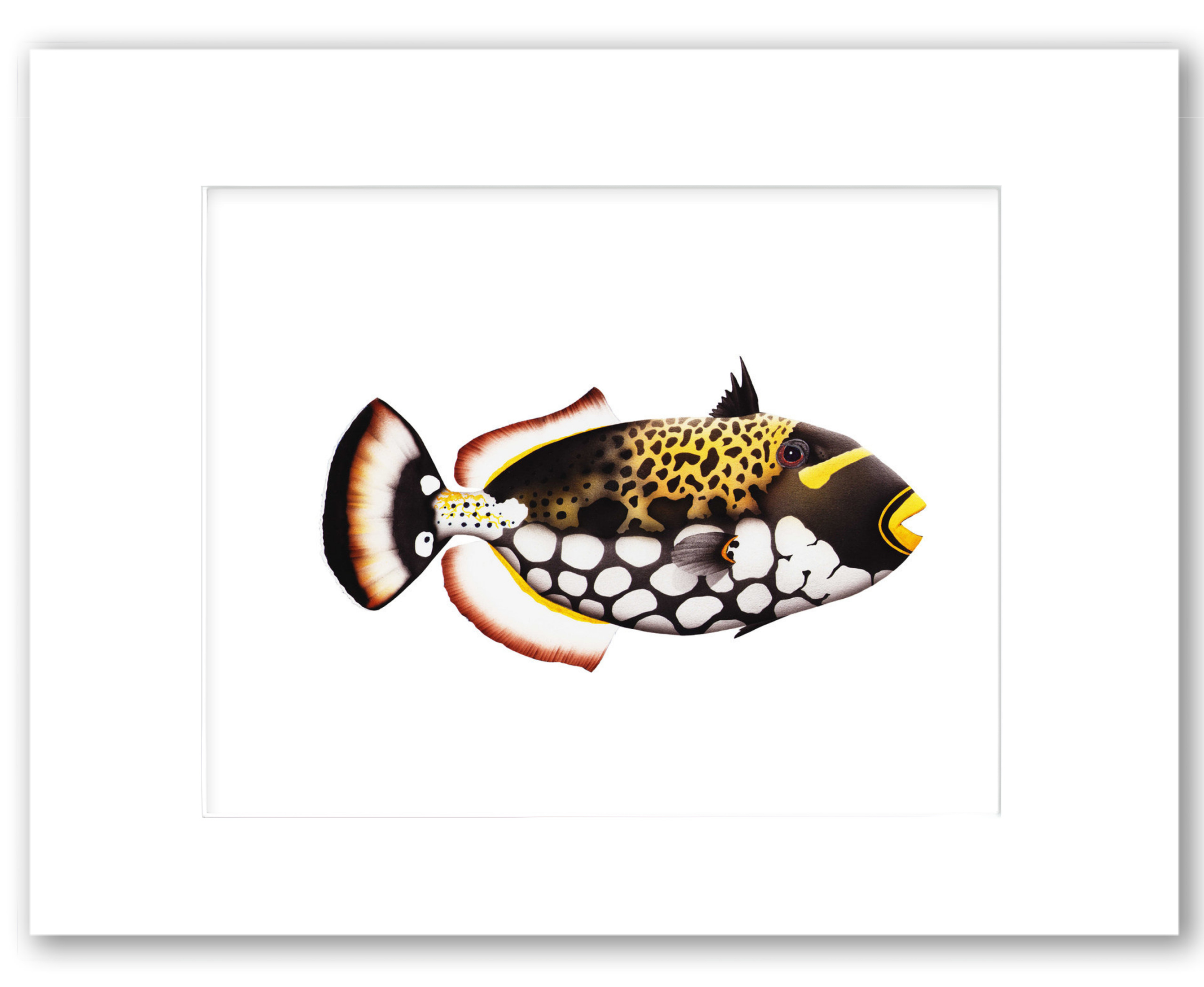 Clown Triggerfish