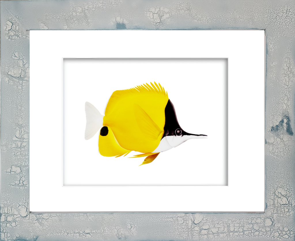 Long-Nosed Butterfly Fish watercolor giclée print by Rodney Ferguson featuring vibrant deep yellow coloration, black face, elongated snout, and black tail spot, displayed in a distressed handmade coastal frame with unique crackled finish.