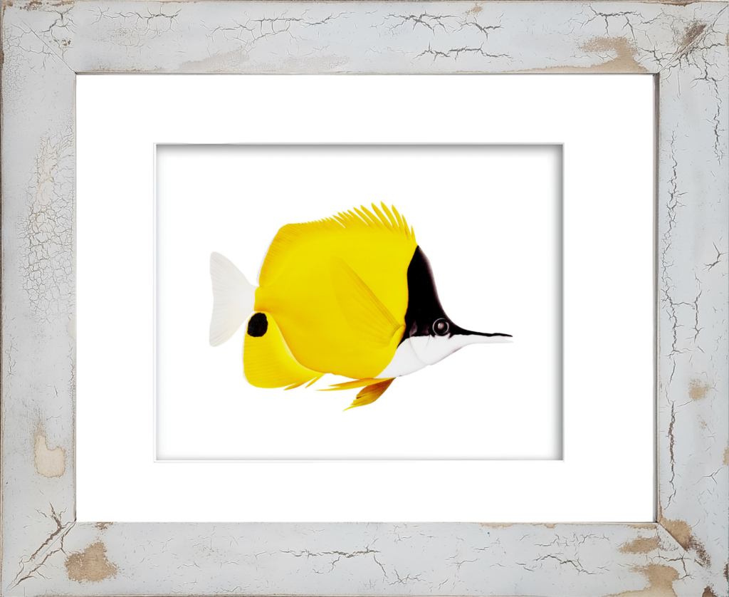 Long-Nosed Butterfly Fish watercolor giclée print by Rodney Ferguson featuring vibrant deep yellow coloration, black face, elongated snout, and black tail spot, displayed in a distressed handmade coastal frame with unique crackled finish.
