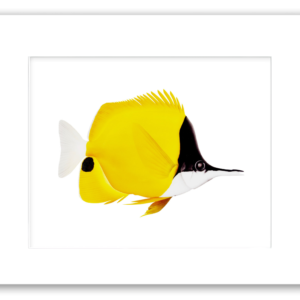 Long-Nosed Butterfly Fish watercolor giclée print by Rodney Ferguson featuring deep yellow tropical coloration, black face, elongated nose, and black tail spot, professionally matted and printed on archival acid-free paper.