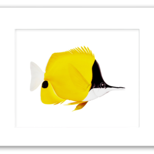 Long-Nosed Butterfly Fish watercolor giclée print by Rodney Ferguson featuring deep yellow tropical coloration, black face, elongated nose, and black tail spot, professionally matted and printed on archival acid-free paper.