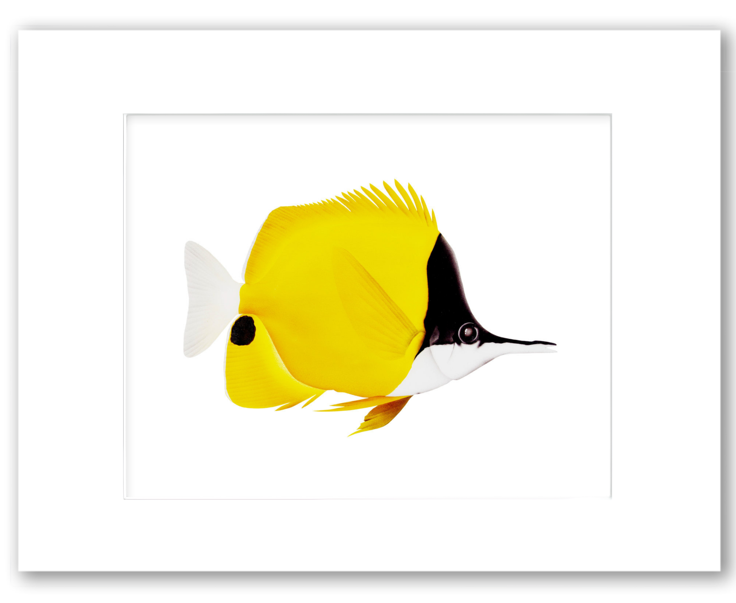 Long-Nosed Butterfly Fish