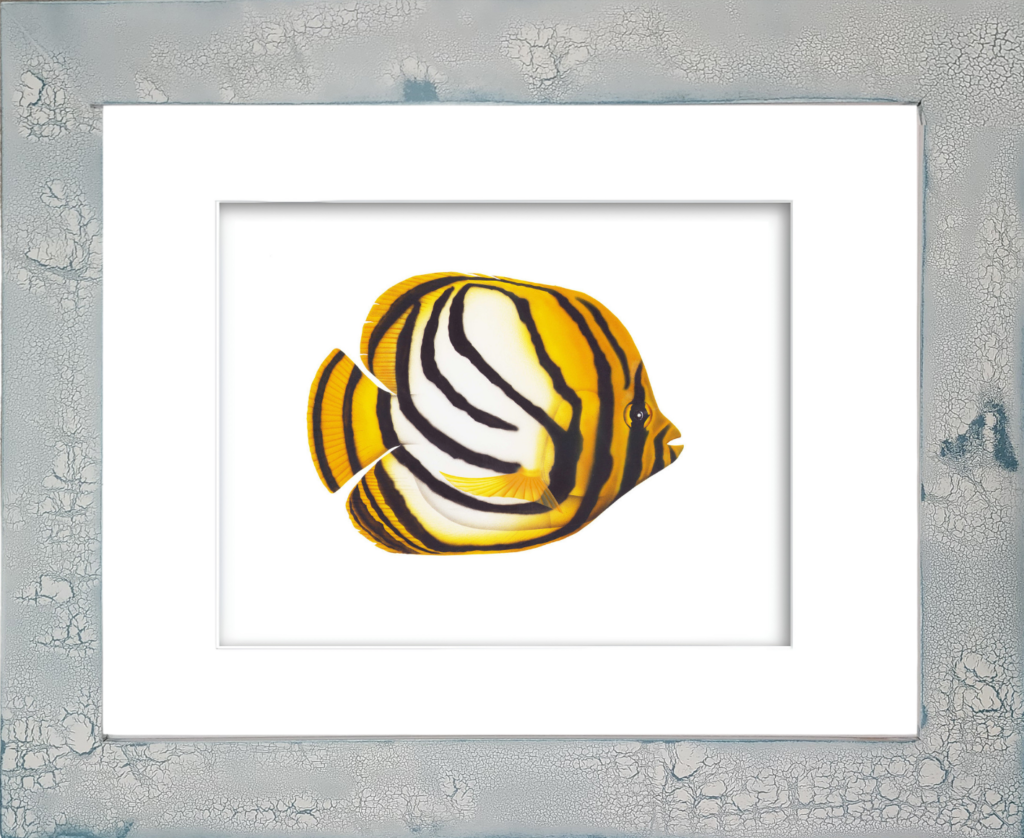 Rodney Ferguson Meyer's Butterfly Fish watercolor giclée print featuring bold black striped markings accented by brilliant white and yellow coloration, displayed in a distressed and crackled handmade coastal frame with unique artisan textures and finishes.
