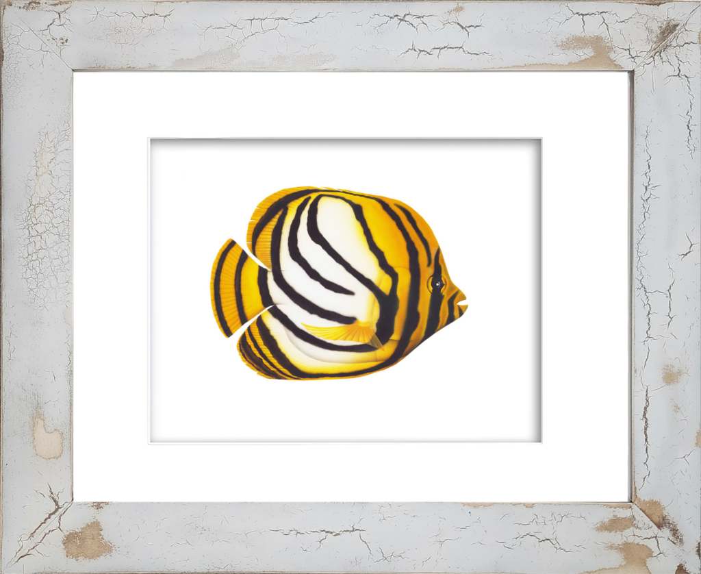 Rodney Ferguson Meyer's Butterfly Fish watercolor giclée print featuring bold black striped markings accented by brilliant white and yellow coloration, displayed in a distressed and crackled handmade coastal frame with unique artisan textures and finishes.