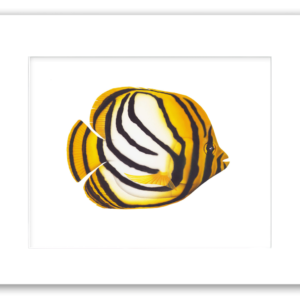 Meyer's Butterfly Fish watercolor giclée print by Rodney Ferguson featuring bold black stripes, bright white markings, and vibrant yellow coloration, professionally matted and printed on archival paper.
