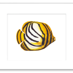 Meyer's Butterfly Fish watercolor giclée print by Rodney Ferguson featuring bold black stripes, bright white markings, and vibrant yellow coloration, professionally matted and printed on archival paper.
