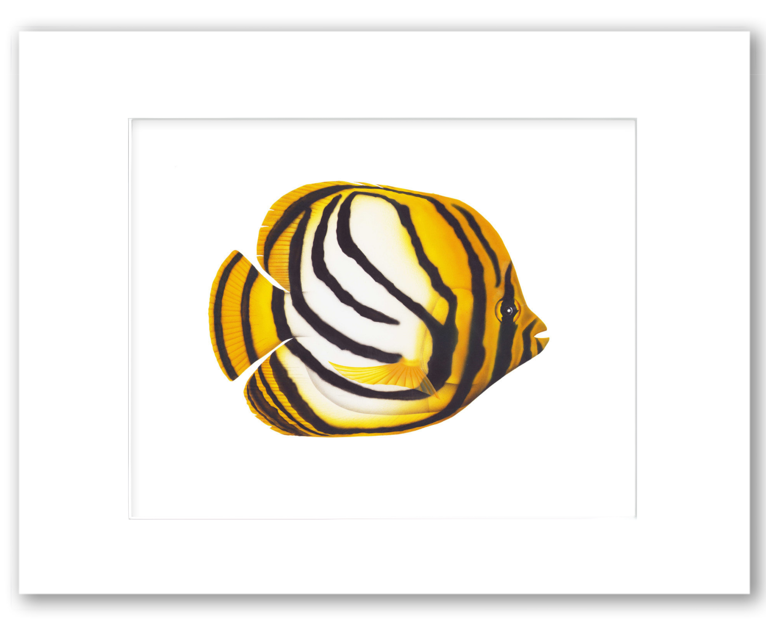 Meyers Butterfly Fish