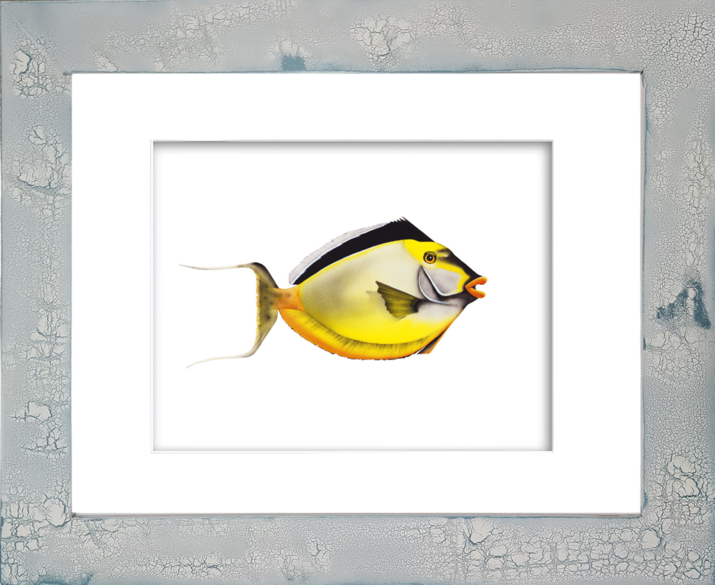 Rodney Ferguson Smooth Head Unicorn Fish watercolor giclée print featuring a tropical unicornfish with brilliant white, yellow, and black markings, black dorsal fin, and vibrant orange lips, displayed in a distressed crackled handmade coastal wood frame.