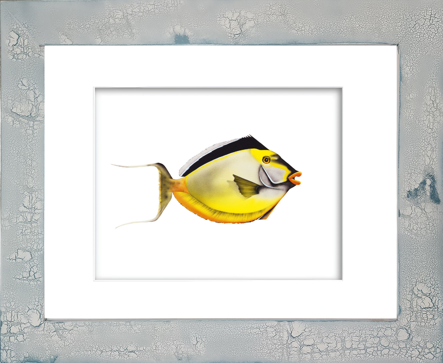 Rodney Ferguson Smooth Head Unicorn Fish watercolor giclée print featuring a tropical unicornfish with brilliant white, yellow, and black markings, black dorsal fin, and vibrant orange lips, displayed in a distressed crackled handmade coastal wood frame.