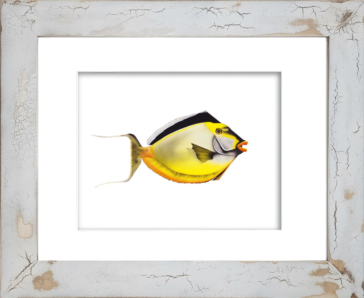 Rodney Ferguson Smooth Head Unicorn Fish watercolor giclée print featuring a tropical unicornfish with brilliant white, yellow, and black markings, black dorsal fin, and vibrant orange lips, displayed in a distressed crackled handmade coastal wood frame.