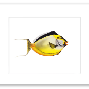 Smooth Head Unicorn Fish watercolor artwork by Rodney Ferguson featuring bold tropical colors, black dorsal fin, and orange lips, presented as a professionally matted archival giclée print.