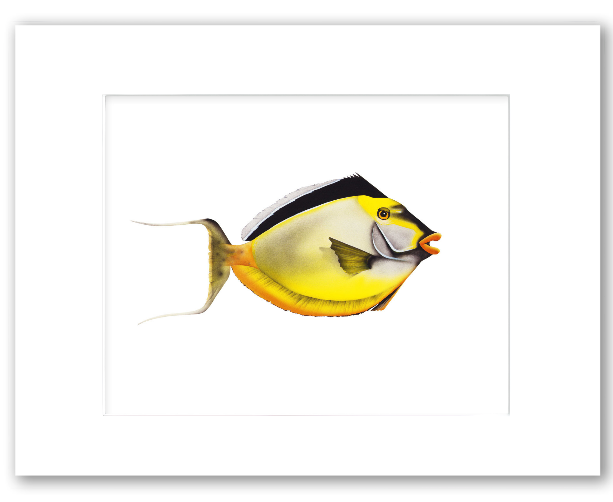 Smooth Head Unicorn Fish