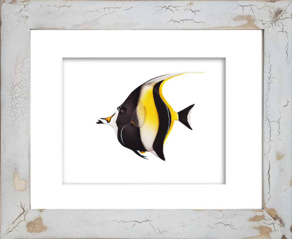 Rodney's watercolor giclée print of a vibrant Moorish Idol tropical reef fish featuring distinctive black, white, and yellow markings, elongated dorsal streamer, and protruding snout, mounted in a distressed crackled handmade coastal frame with unique weathered texture and seaside-inspired craftsmanship.